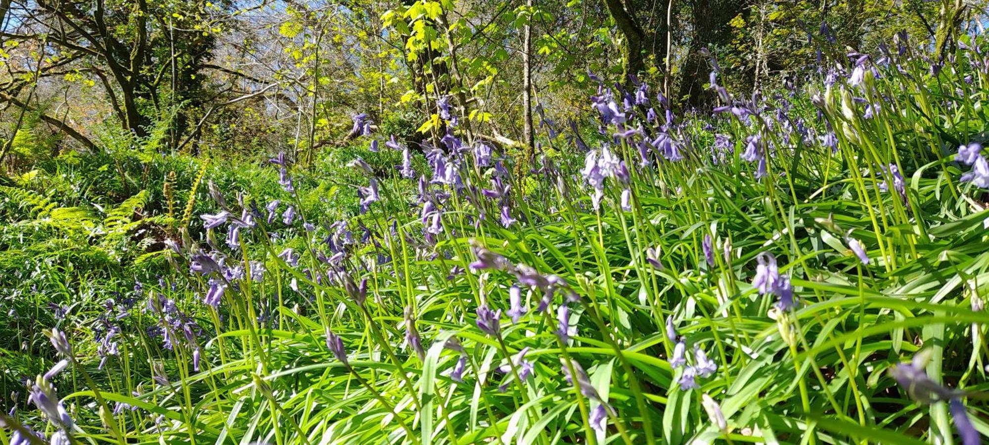 圣提斯Wisteria Barn, Trewethen, St Teath, Nr Port Isaac别墅 外观 照片